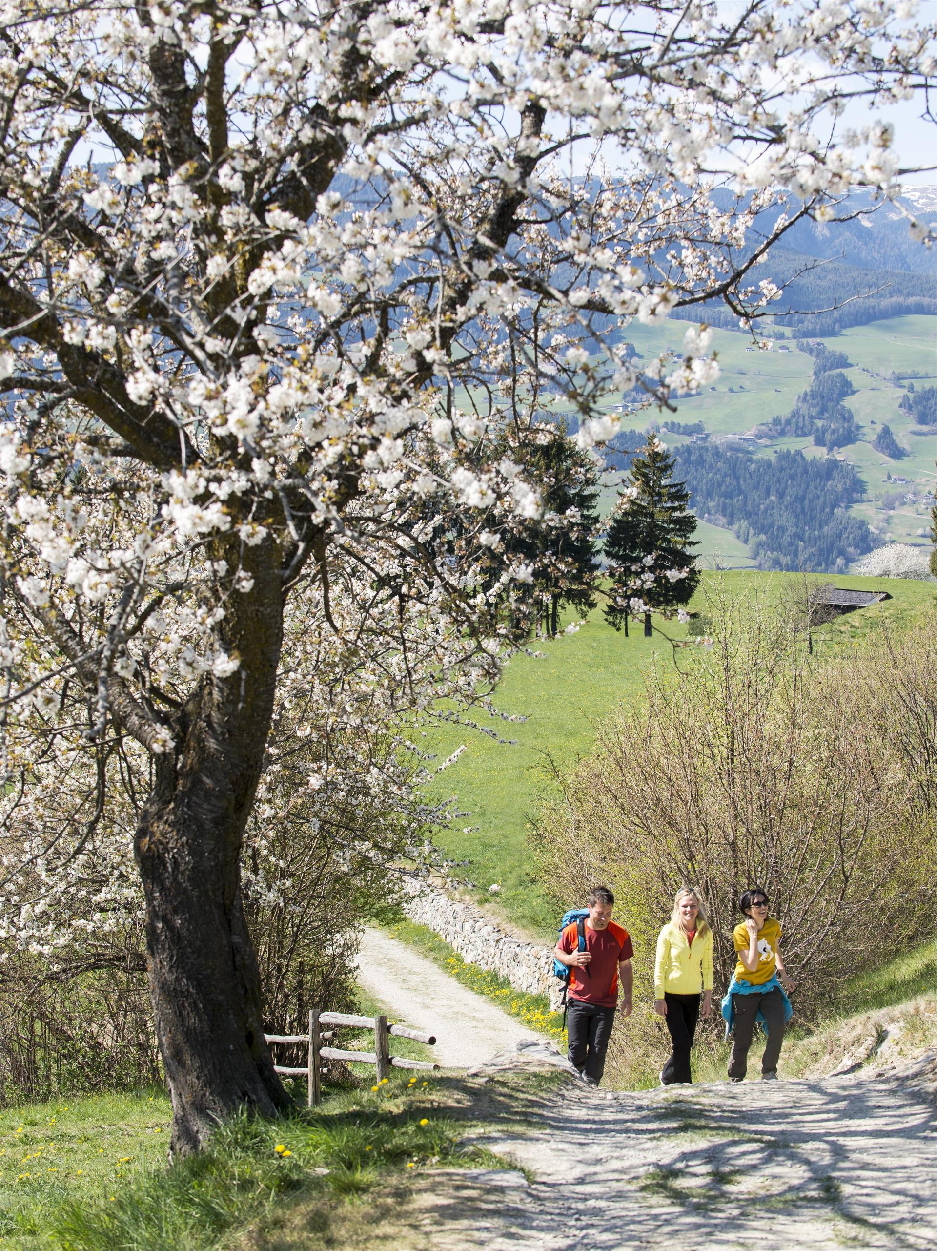 Lajen/Laion - Albions - Chiusa/Klausen Klausen/Chiusa 1 suedtirol.info