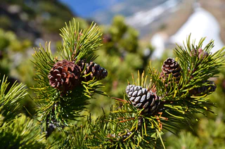 Latschenkieferweg auf der Villanderer Alm - Villanders - #2 - suedtirol.info