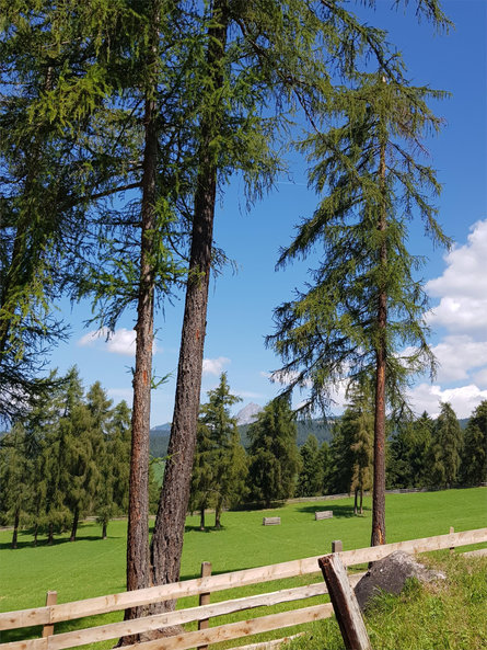 Malga Lanzenschuster - Rifugio Sattlerhütte Meltina 3 suedtirol.info