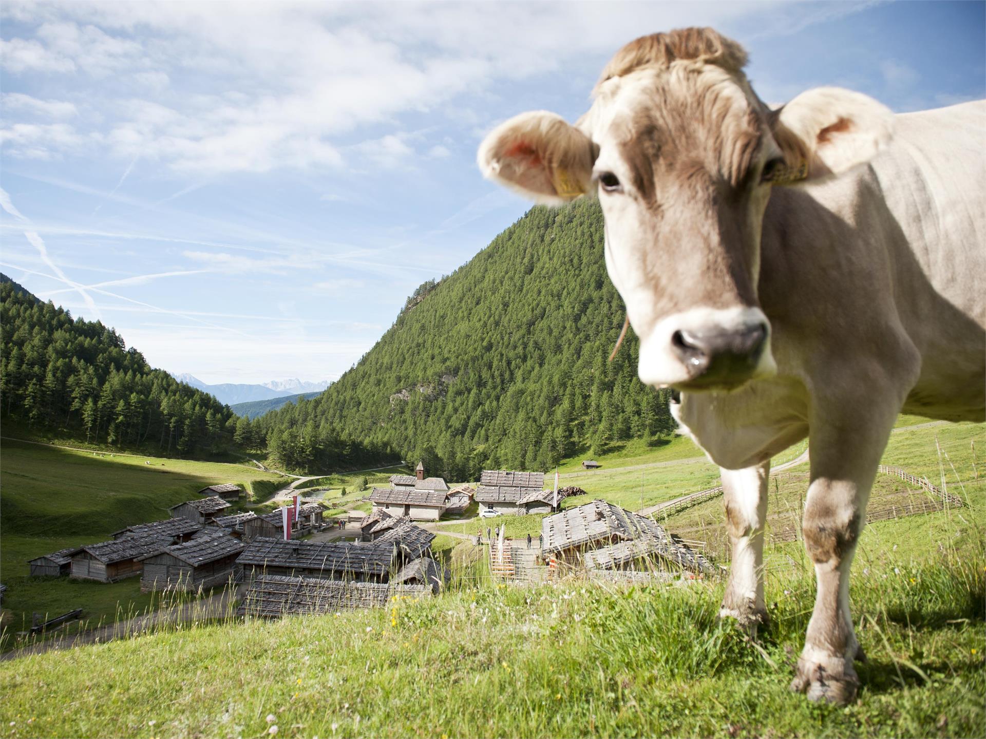 Sentiero del latte: Da Valles alla malga Fane Rio di Pusteria 3 suedtirol.info