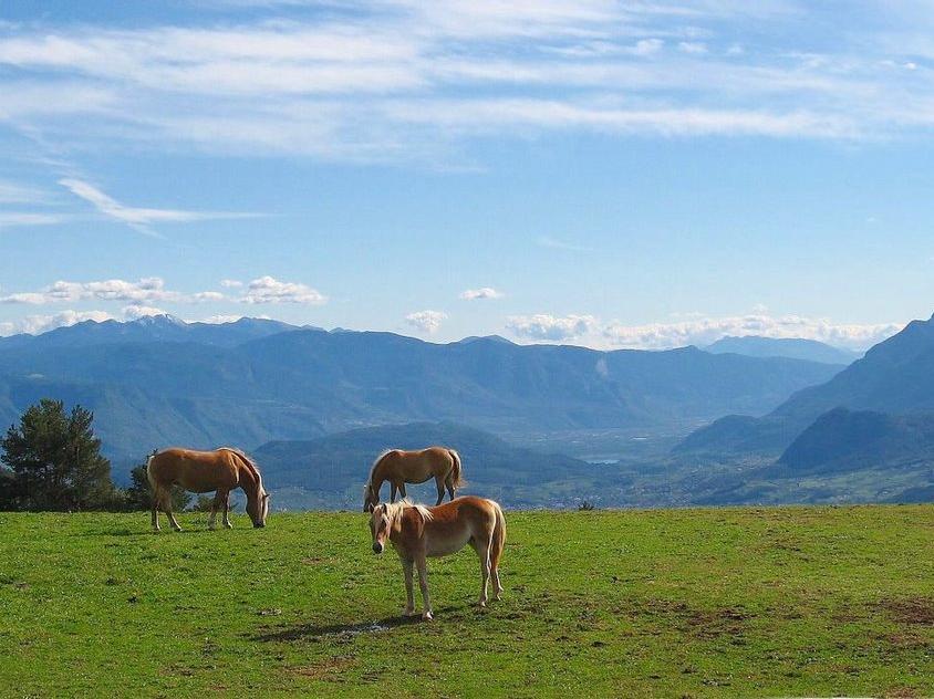 Meltina - San Giorgio - Albergo Tschaufen Terlano 3 suedtirol.info