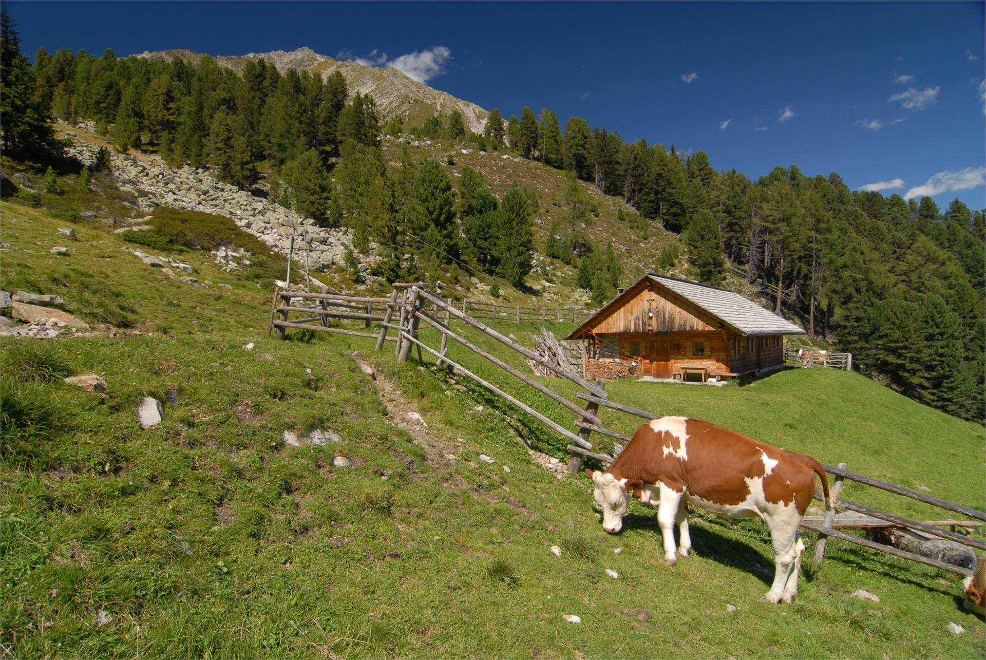 Mittertaler Ochsenalm Hut Rasen-Antholz/Rasun Anterselva 1 suedtirol.info