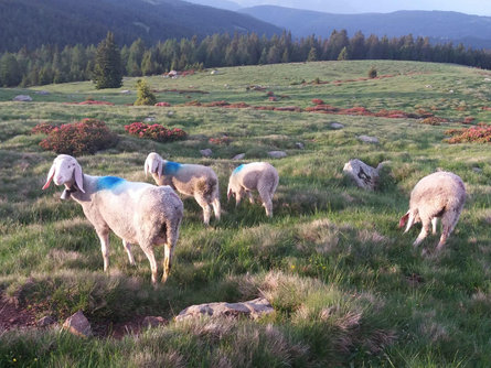 Meltina - Omini di Pietra - Schermoos Meltina 6 suedtirol.info