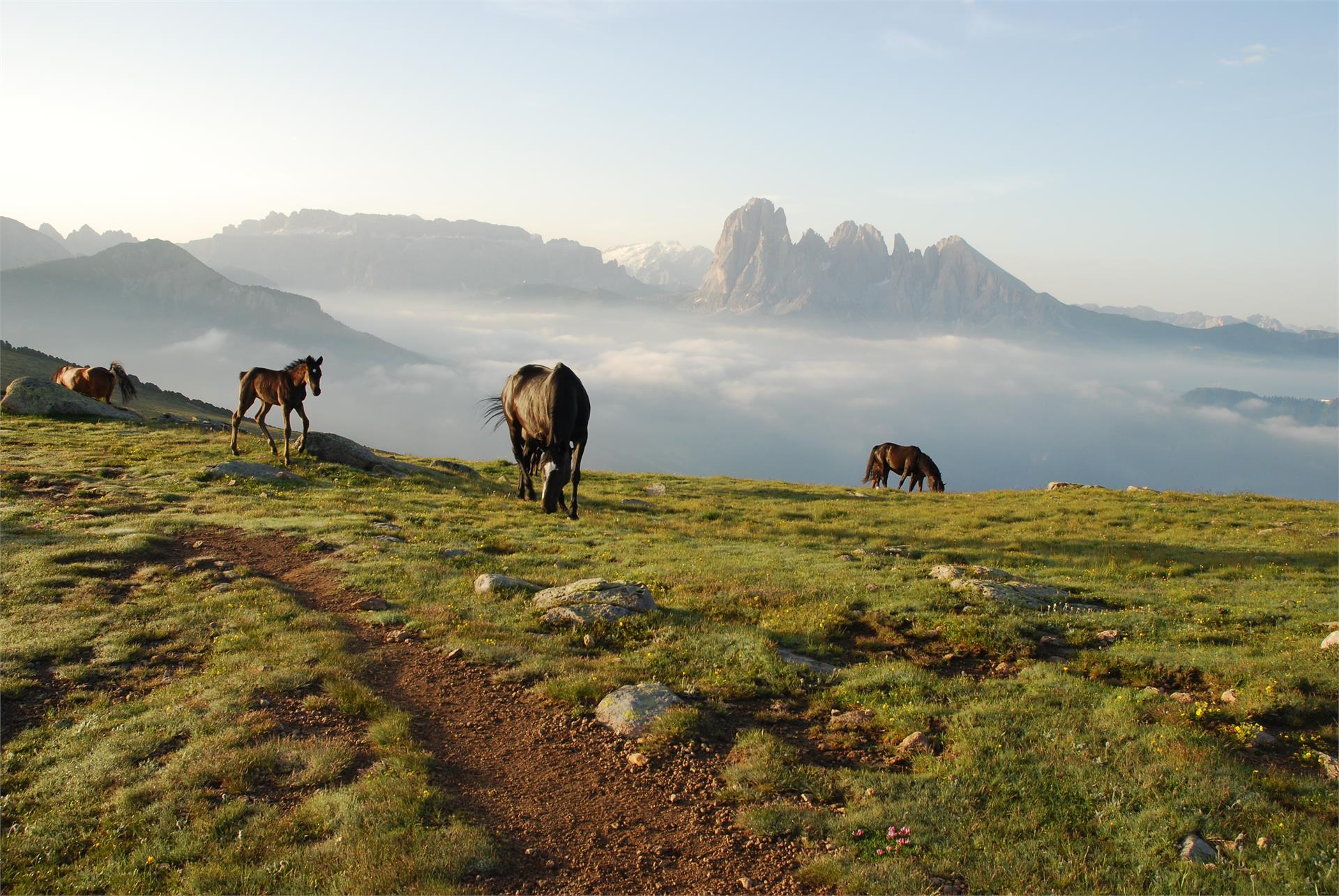 Trekking tour "Curona de Gherdëina" S.Crestina Gherdëina/Santa Cristina Val Gardana 1 suedtirol.info