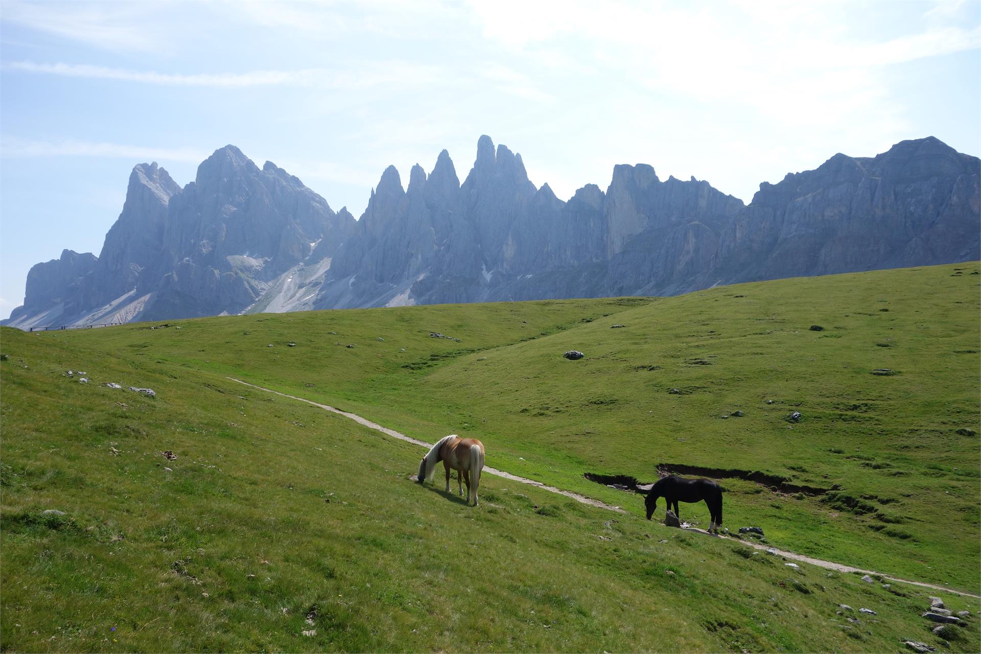 Trekking tour "Curona de Gherdëina" S.Crestina Gherdëina/Santa Cristina Val Gardana 2 suedtirol.info