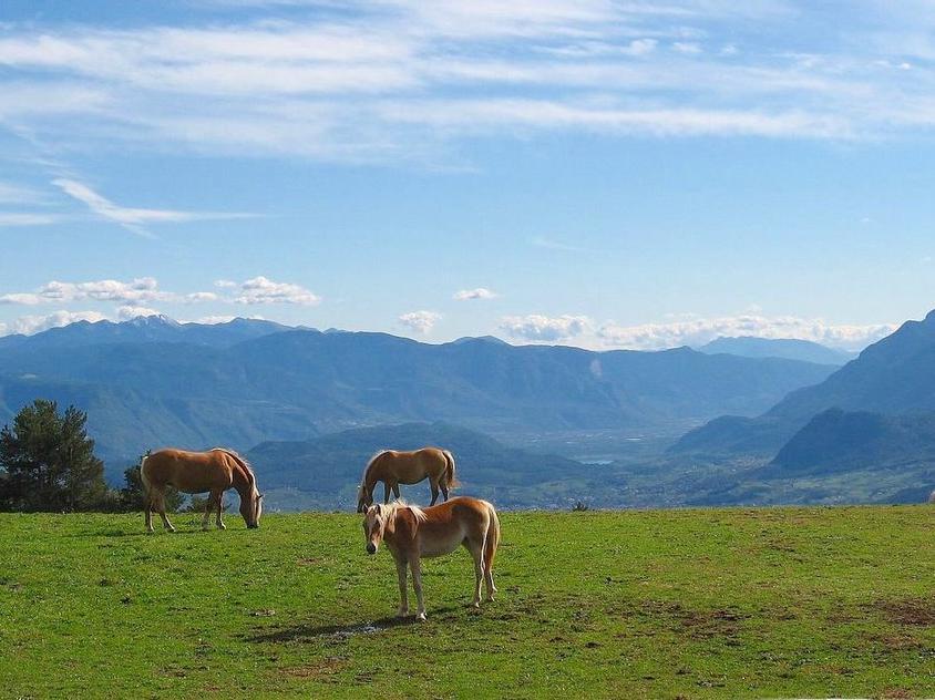 Mölten - Tschaufen Terlan/Terlano 1 suedtirol.info