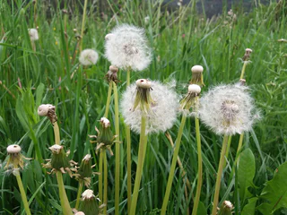 Blumen