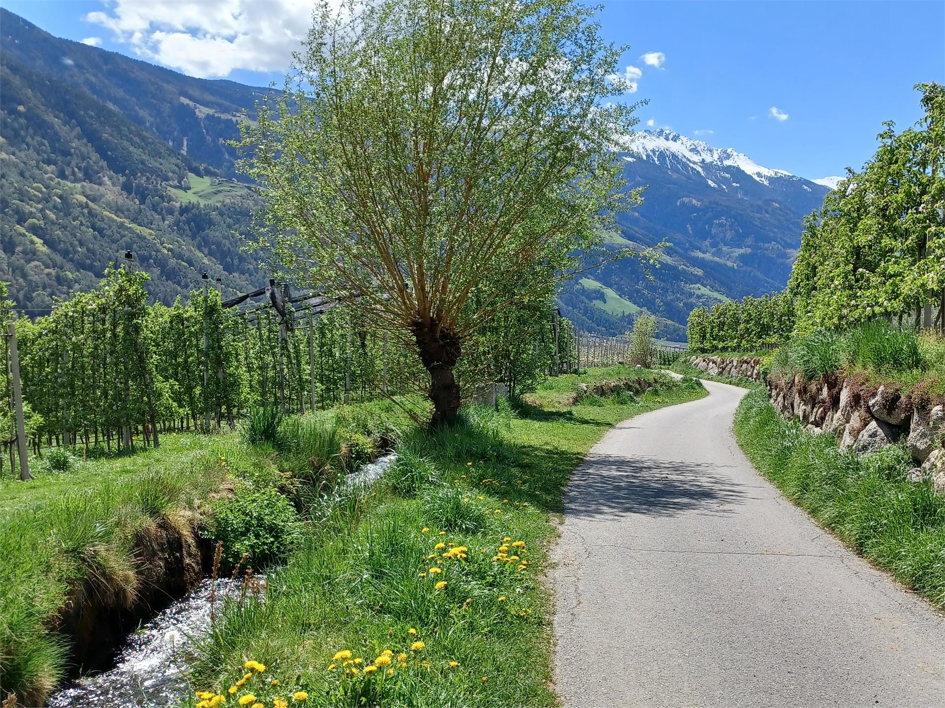 Mühlwaal Rundwanderweg – Wanderung an historischen Wasserläufen Partschins 2 suedtirol.info