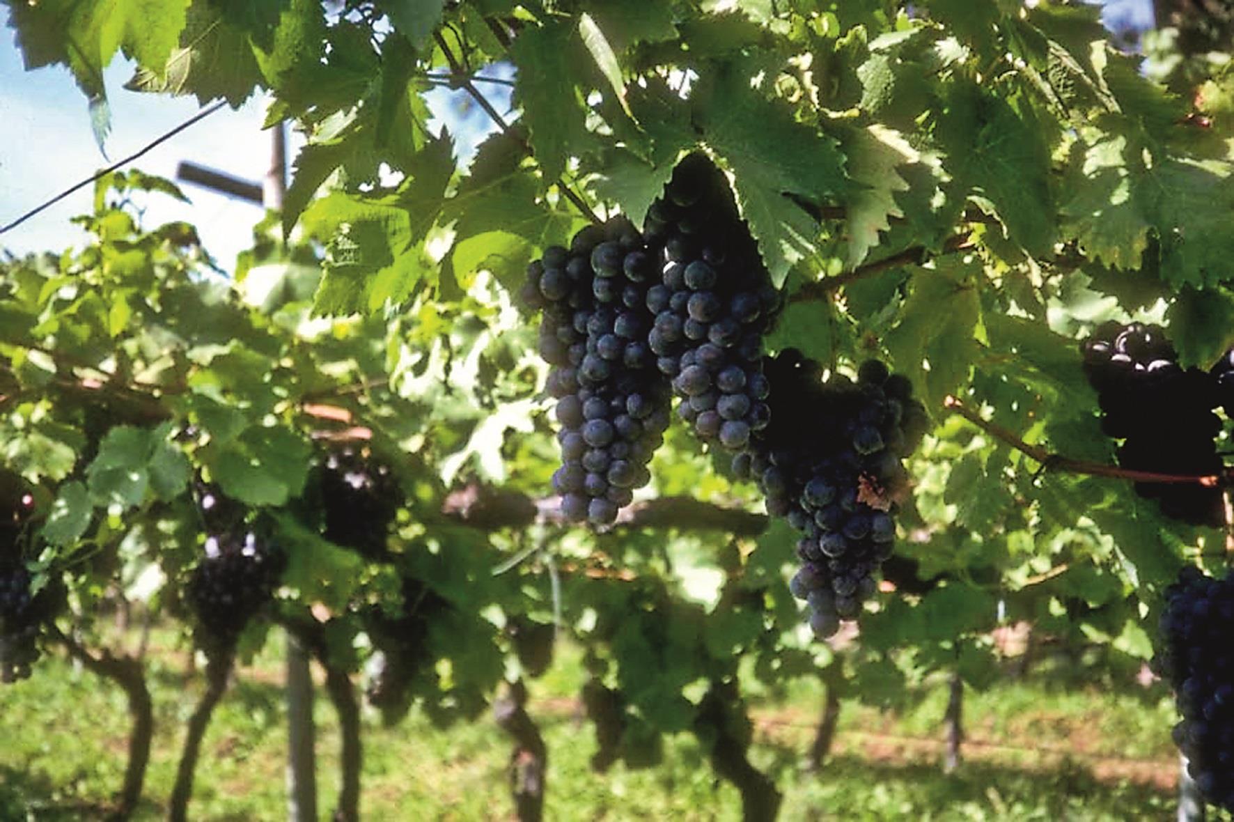 Natur- und Weinlehrpfad Girlan Eppan an der Weinstraße 6 suedtirol.info