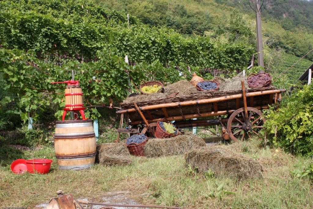 Natur- und Weinlehrpfad Girlan Eppan an der Weinstraße 5 suedtirol.info