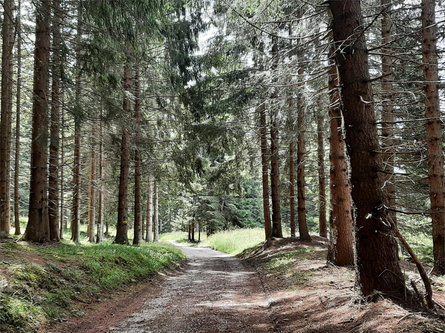 Nei Boschi del Monte Tramontana /Nörderberg di Parcines Plaus 7 suedtirol.info