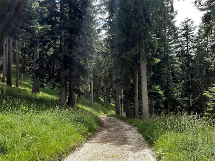 High forest hike Nörderberger / Monte Tramontana Plaus/Plaus 6 suedtirol.info