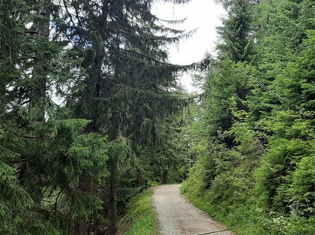 Nei Boschi del Monte Tramontana /Nörderberg di Parcines Plaus 8 suedtirol.info