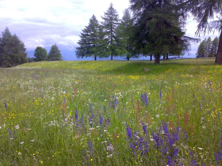 Wiesenlandschaft beim Tschaufen