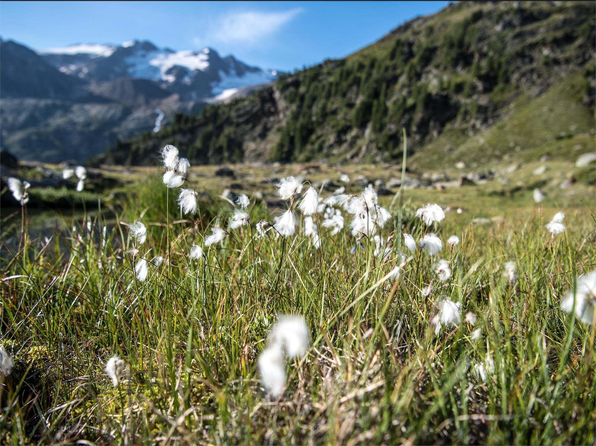 Ortler High Mountain Trail, Stage 6: From Sant’Antonio to Lake Cancano Stilfs/Stelvio 1 suedtirol.info