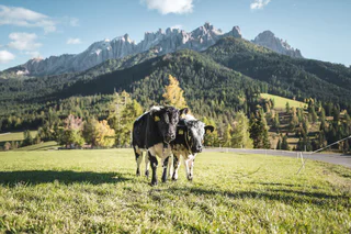 Stadlalm Tour - Welschnofen - #2 - suedtirol.info