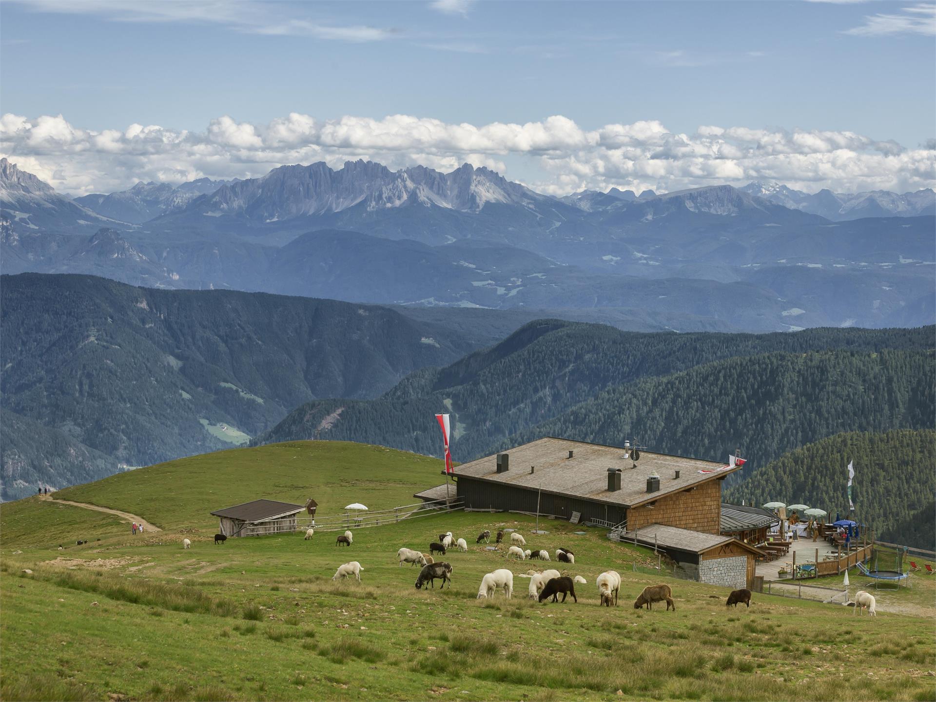 Panoramaweg mit Dolomitenblick Hafling 3 suedtirol.info