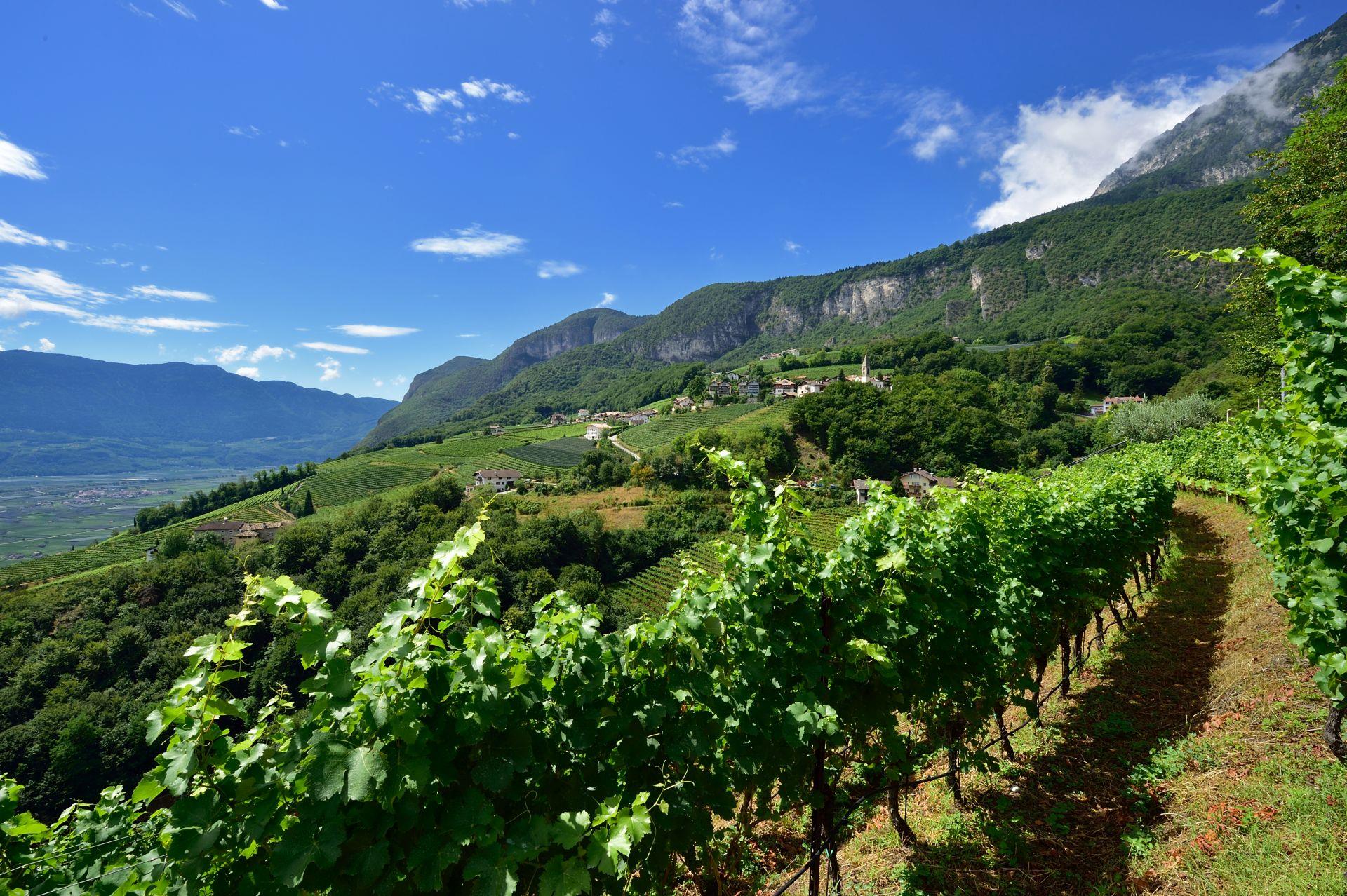 Penone – Fennhals - Penone Magrè sulla Strada del Vino 1 suedtirol.info