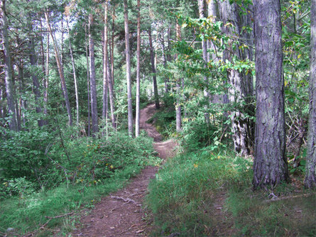 Round trail Simml Jenesien/San Genesio Atesino 3 suedtirol.info