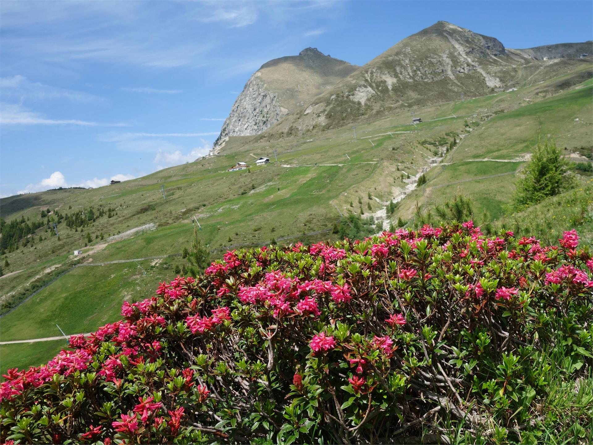 To the  Maiser Alm & Moschwaldwalm mountain huts Hafling/Avelengo 3 suedtirol.info