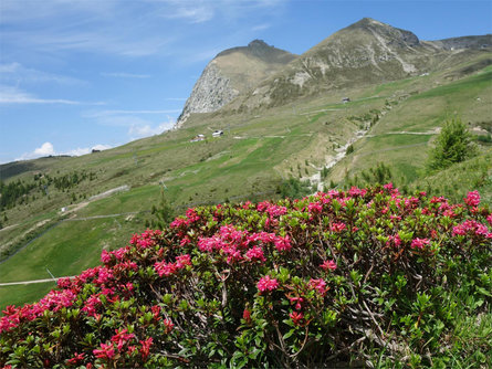 Escursione alle malghe Maiser Alm & Moschwaldalm Avelengo 1 suedtirol.info