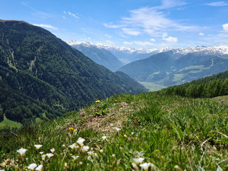 Escursione circolare alla malga di Planol Malles 2 suedtirol.info