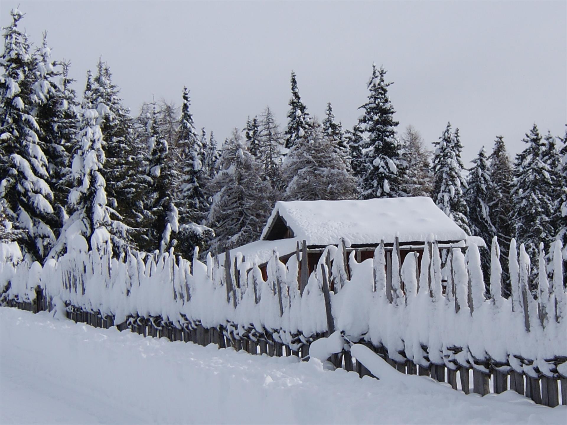 Pista da slittino Pertinger Alm: Divertimento invernale a Terento Terento 3 suedtirol.info