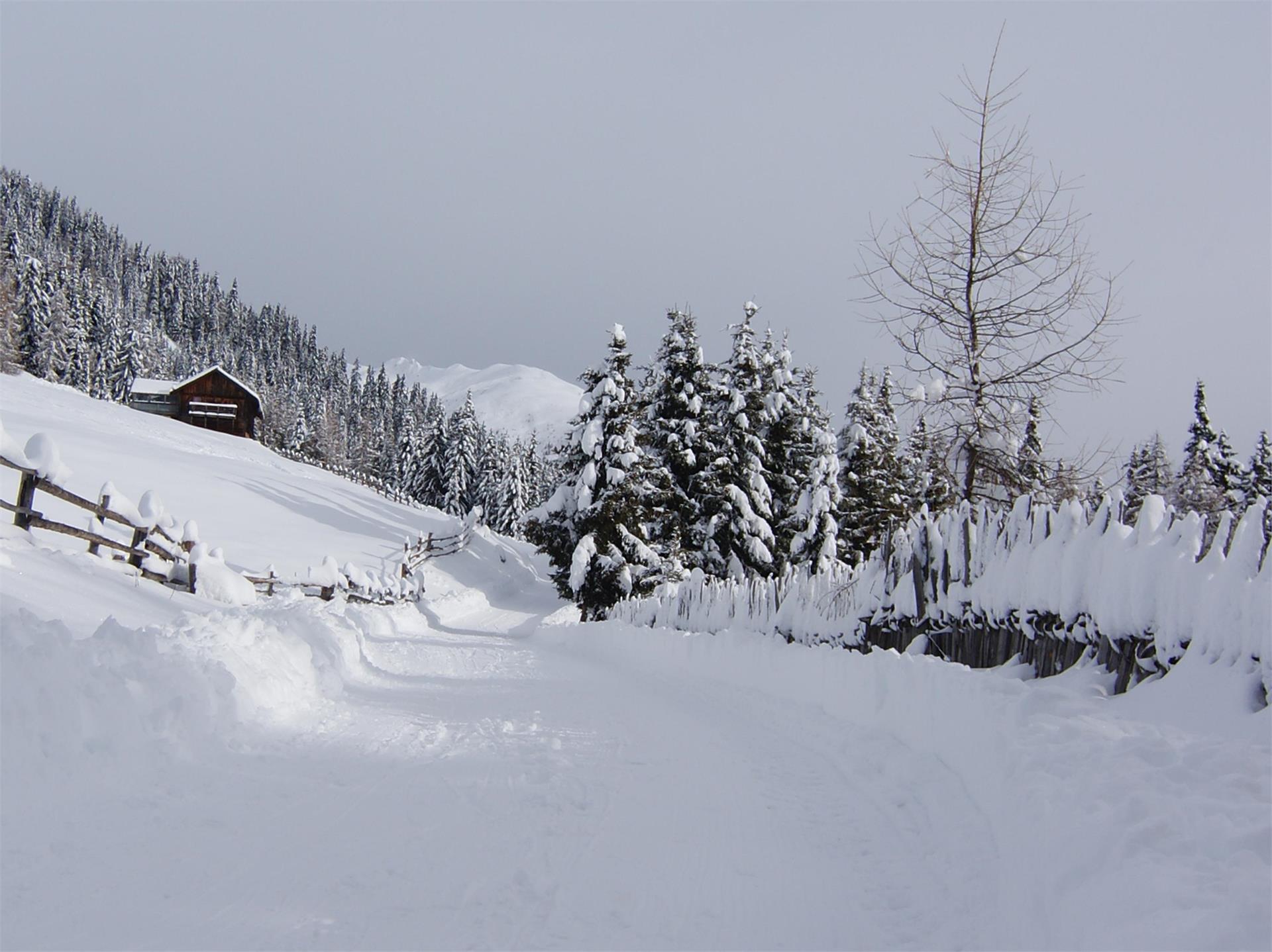 Pista da slittino Pertinger Alm: Divertimento invernale a Terento Terento 1 suedtirol.info