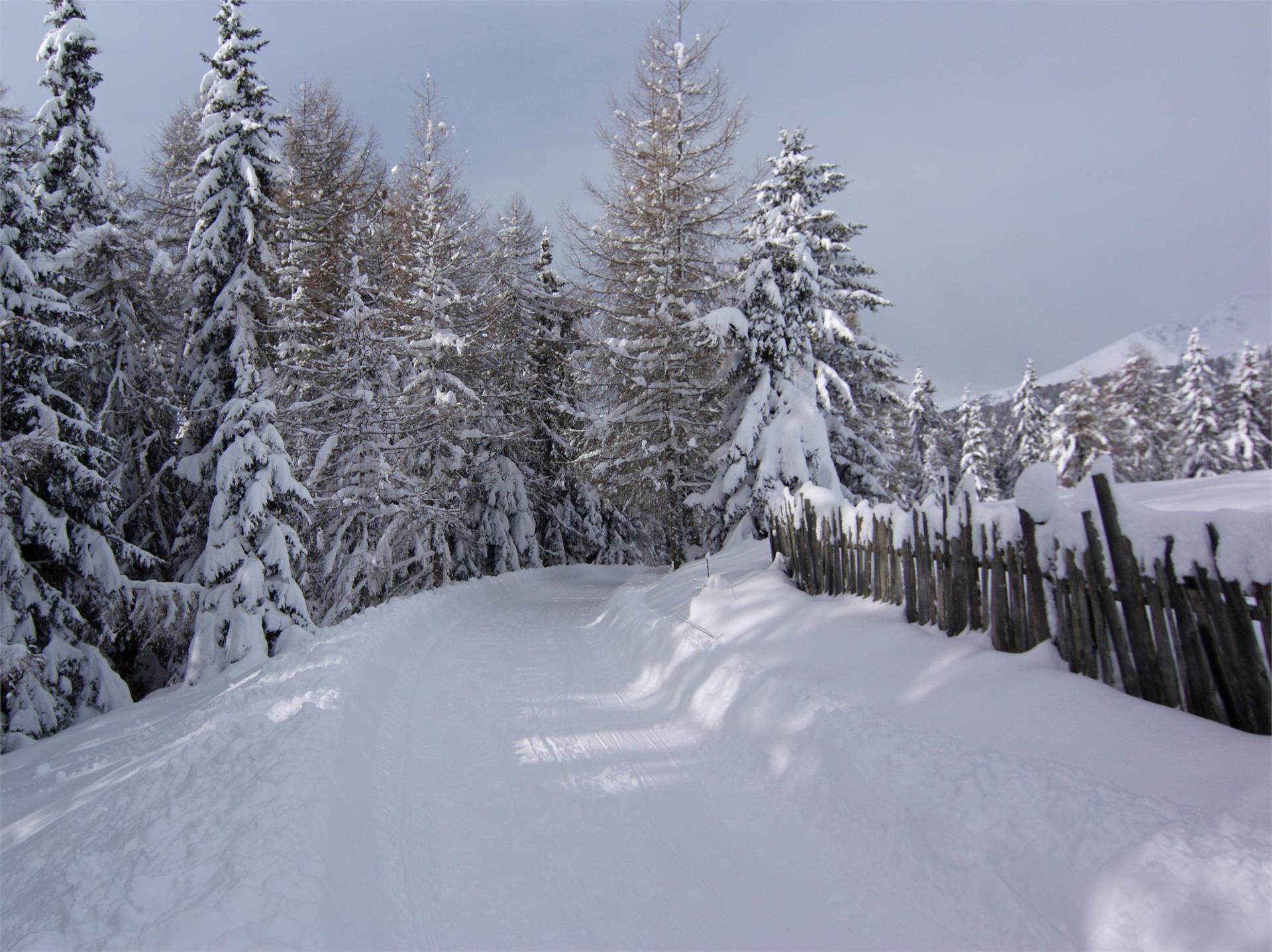 Pista da slittino Pertinger Alm: Divertimento invernale a Terento Terento 2 suedtirol.info