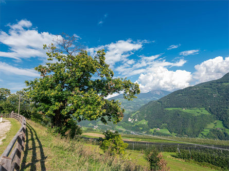 Sentiero circolare "Saubacher Rundweg" Ponte Gardena 1 suedtirol.info