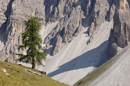 Escursione estiva: Lungiarü - Muntcörta - Antersasc San Martino 2 suedtirol.info