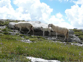 Sommerwanderung: Lungiarü - Muntcörta - Antersasc - San Martin - #3 - suedtirol.info