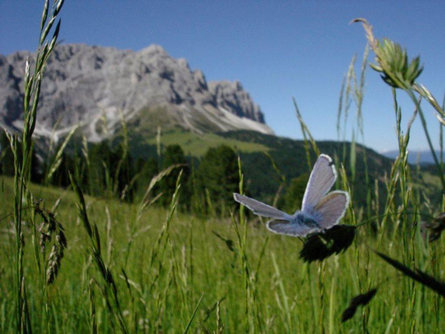 Summer hike: Antermoia - Alfarëi - Forcella de Lijun - Rina Lakes Lüsen/Luson 1 suedtirol.info