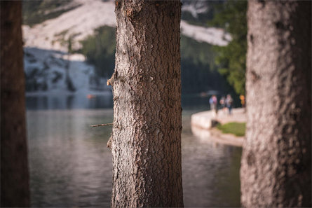 Summer hiking lago di Braies - Villabassa Niederdorf/Villabassa 1 suedtirol.info