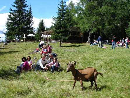 Summer-walk to the Lachwiesen hut Toblach/Dobbiaco 2 suedtirol.info