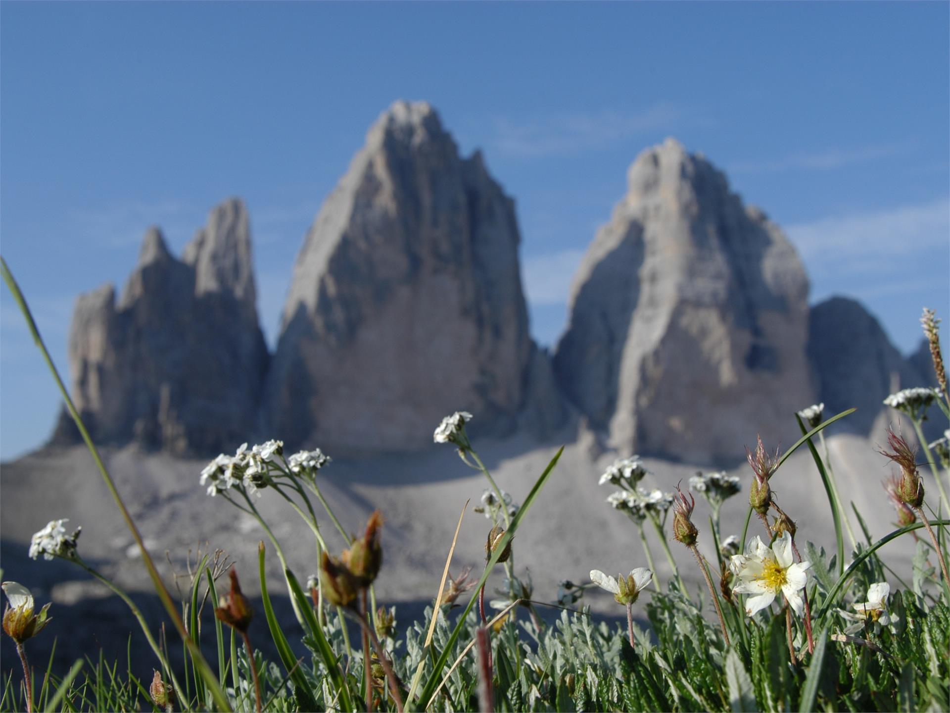 Circuito estivo: Tre Cime di Lavaredo Dobbiaco 1 suedtirol.info