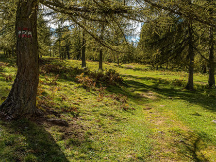 Sentiero escursionistico "Guggn" San Genesio-Tschaufen Terlano 12 suedtirol.info