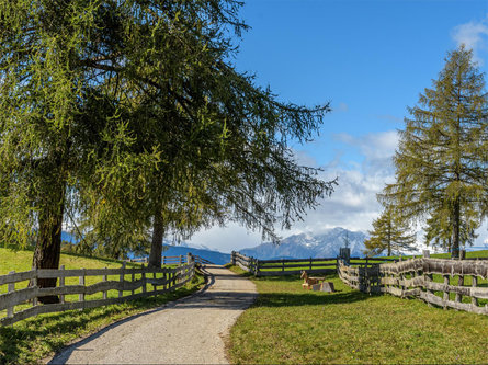 Sentiero escursionistico "Guggn" San Genesio-Tschaufen Terlano 9 suedtirol.info