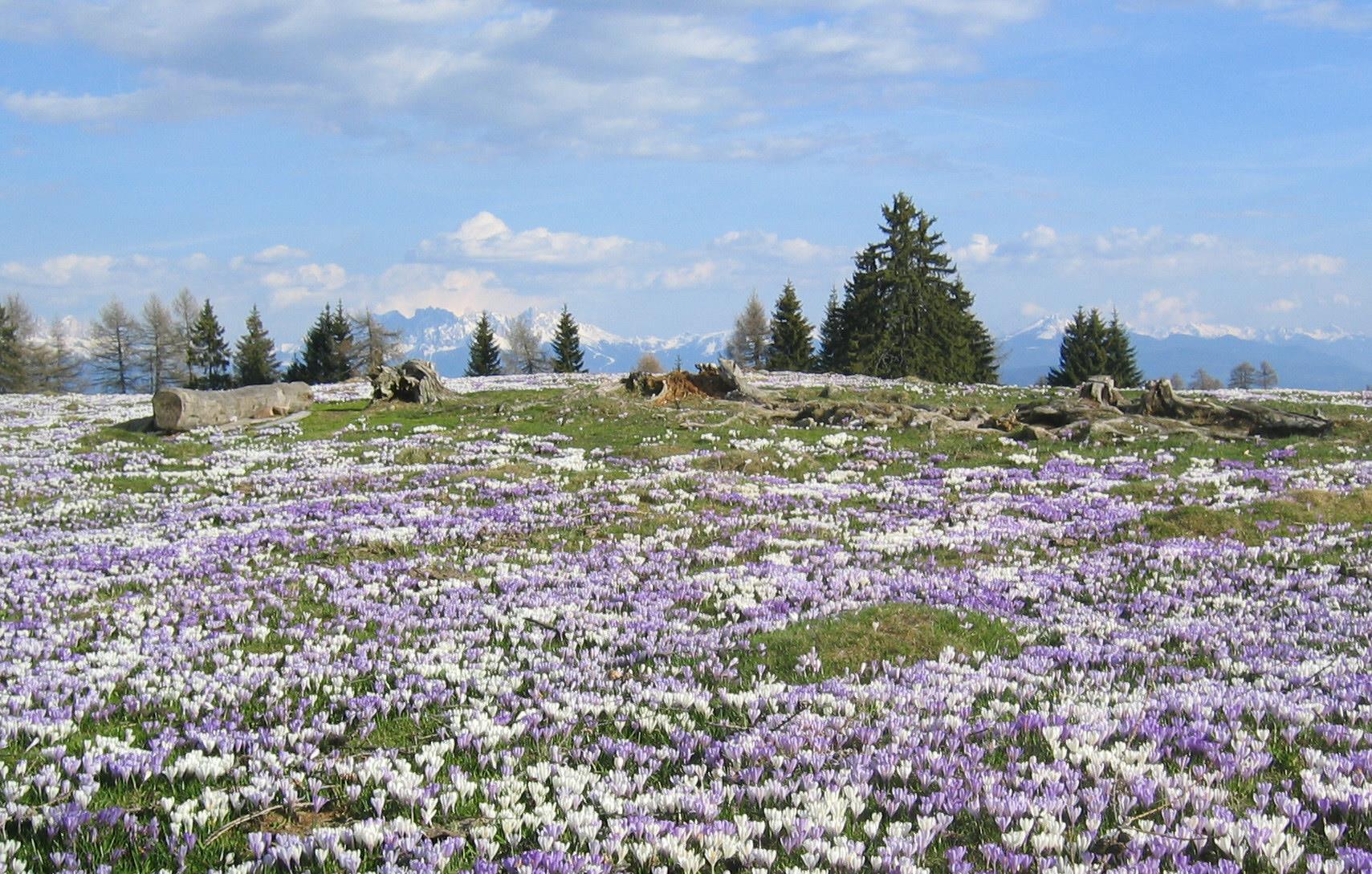 Escursione circolare sul giogo di Meltina Meltina 3 suedtirol.info