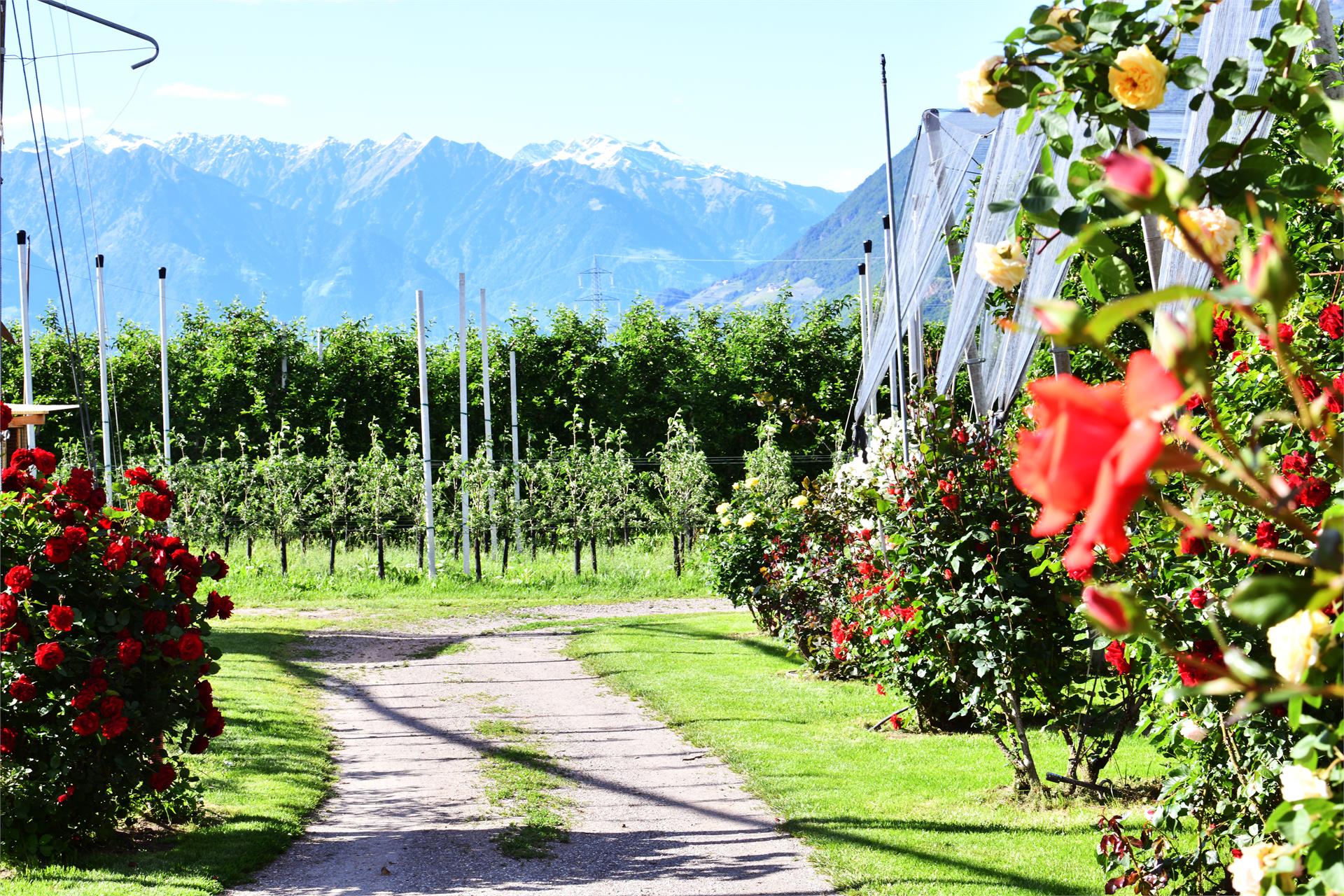 Tour zu den Gärten von Schloss Trauttmansdorff Nals 1 suedtirol.info