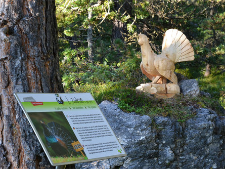 Tieres - Animali nel bosco Selva 4 suedtirol.info