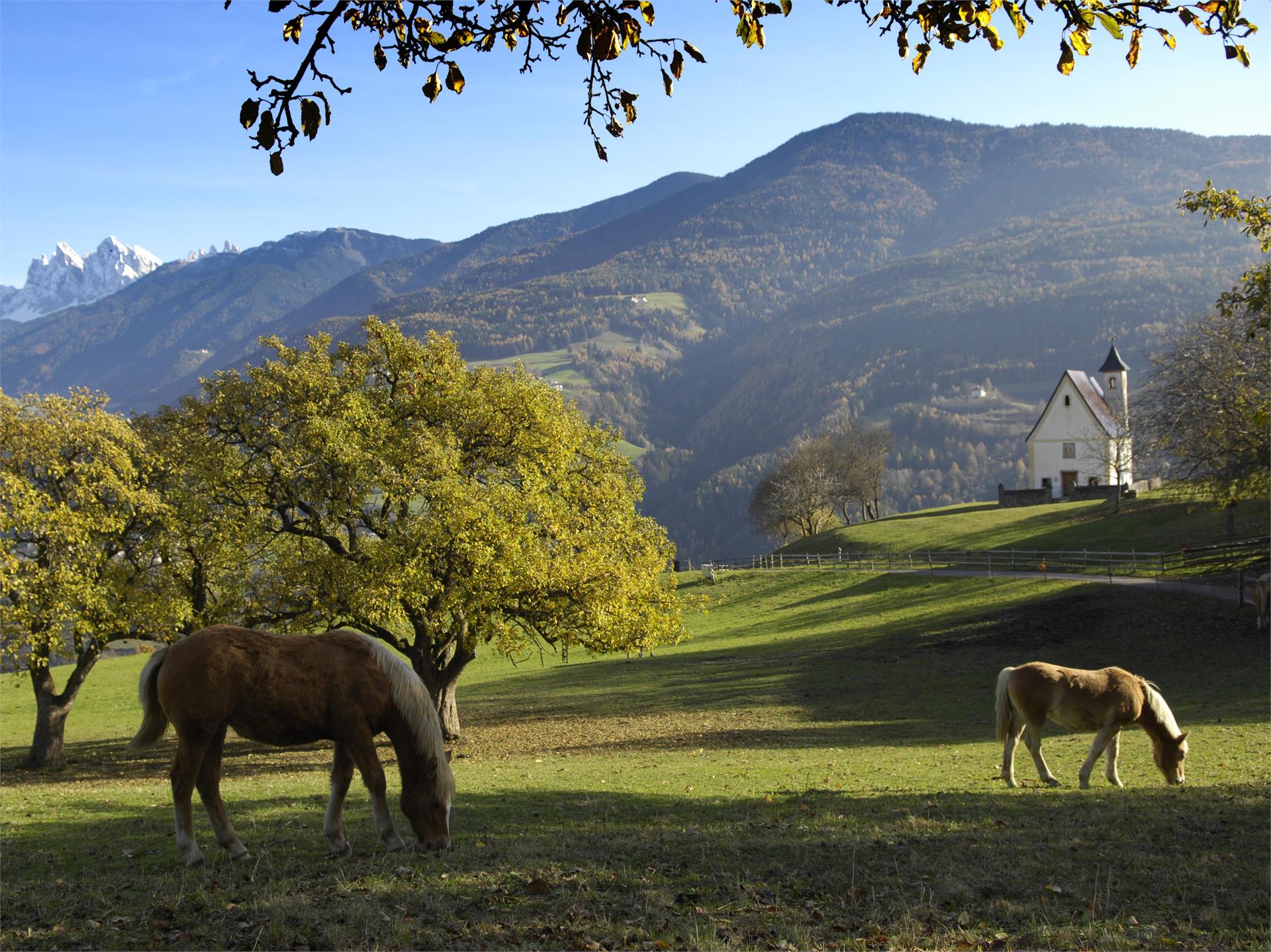 Escursione Törggelen Chiusa - Pradello Chiusa 2 suedtirol.info