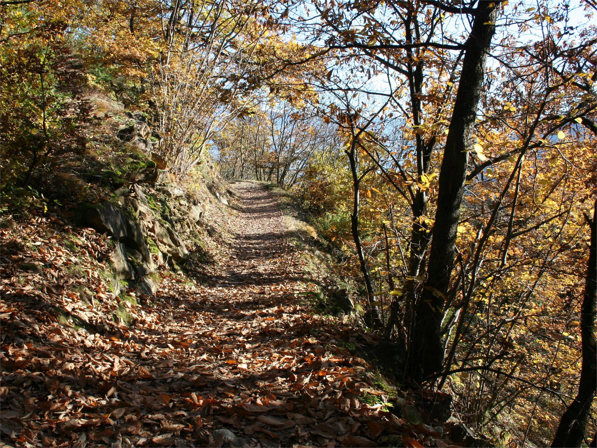 Terrainkurweg 5 -  Partschins - Sonnenberger Panoramaweg - Naturns Naturns 1 suedtirol.info