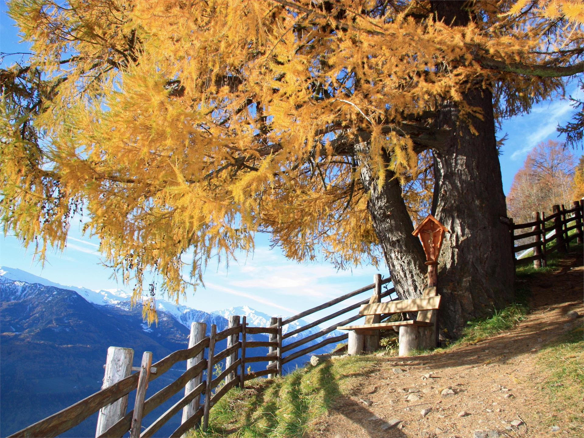 Terrainkurweg 5 -  Partschins - Sonnenberger Panoramaweg - Naturns Naturns 2 suedtirol.info