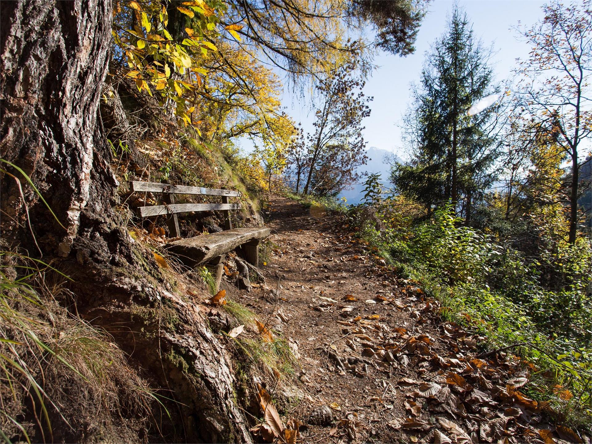 Törggelen excursion Barbian/o Barbian/Barbiano 2 suedtirol.info