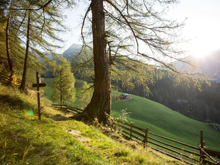 Urlärchenweg in Platt - Moos in Passeier - #4 - suedtirol.info