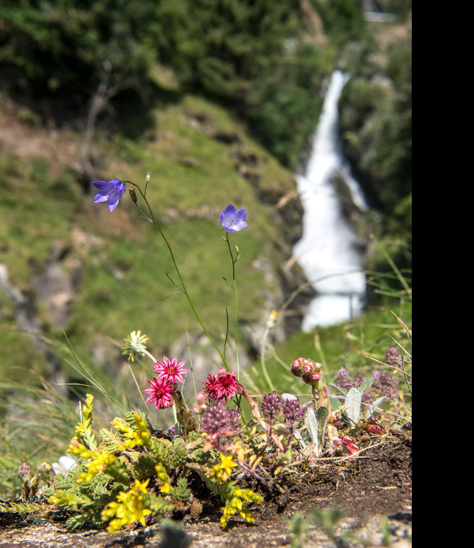 Über den Meraner Höhenweg zum Partschinser Wasserfall Partschins 12 suedtirol.info