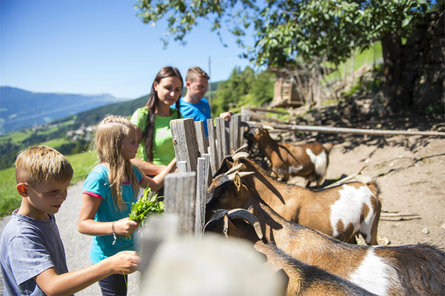 Malga Unterpulg - Ristoro Pedrutsch Laion 2 suedtirol.info