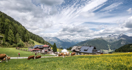 Attraverso la Schöllberg Alm [malga] a Lutago Valle Aurina 1 suedtirol.info