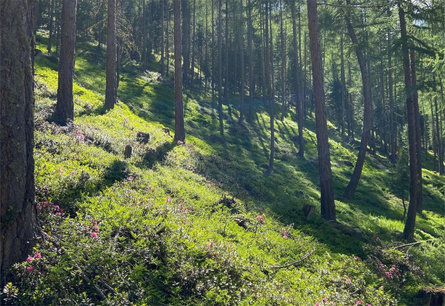 Madonna di Senales - Malga Lafetz Senales 4 suedtirol.info